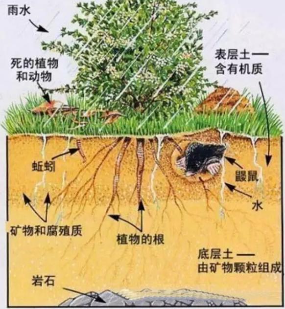 你知道有機(jī)肥有哪些作用嗎？