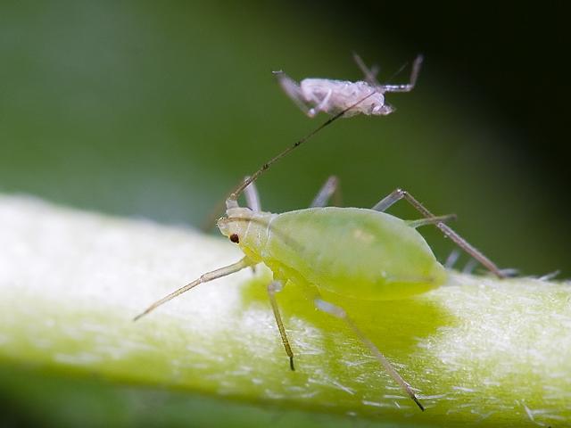 蚜蟲生物防治的簡單方法圖1