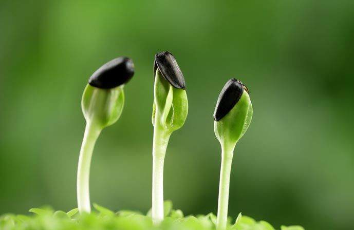 生物有機肥與化肥相比