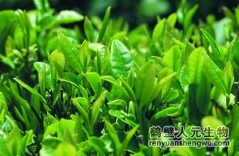 冬季增施有機肥，提高茶園鮮葉質(zhì)量