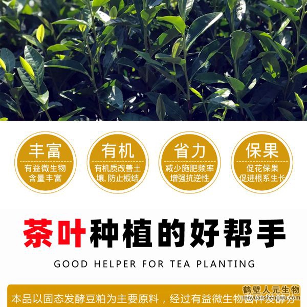 施用后迅速打破茶葉休眠，誘發(fā)茶樹酶系活力在早春低溫情況下新芽快速萌發(fā)，新梢發(fā)芽密度高從而提高樹自身生理、生化能力，促進茶樹促進茶樹根系發(fā)達和植株健壯，能提高茶樹光合速率和抗逆性；