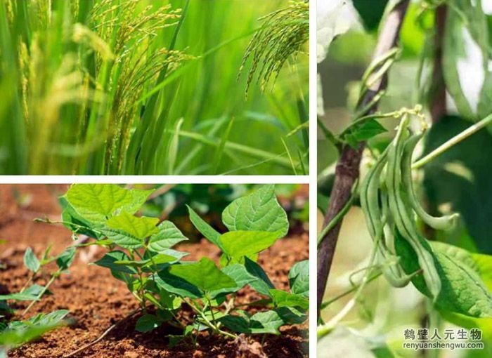 解淀粉芽孢桿菌劑